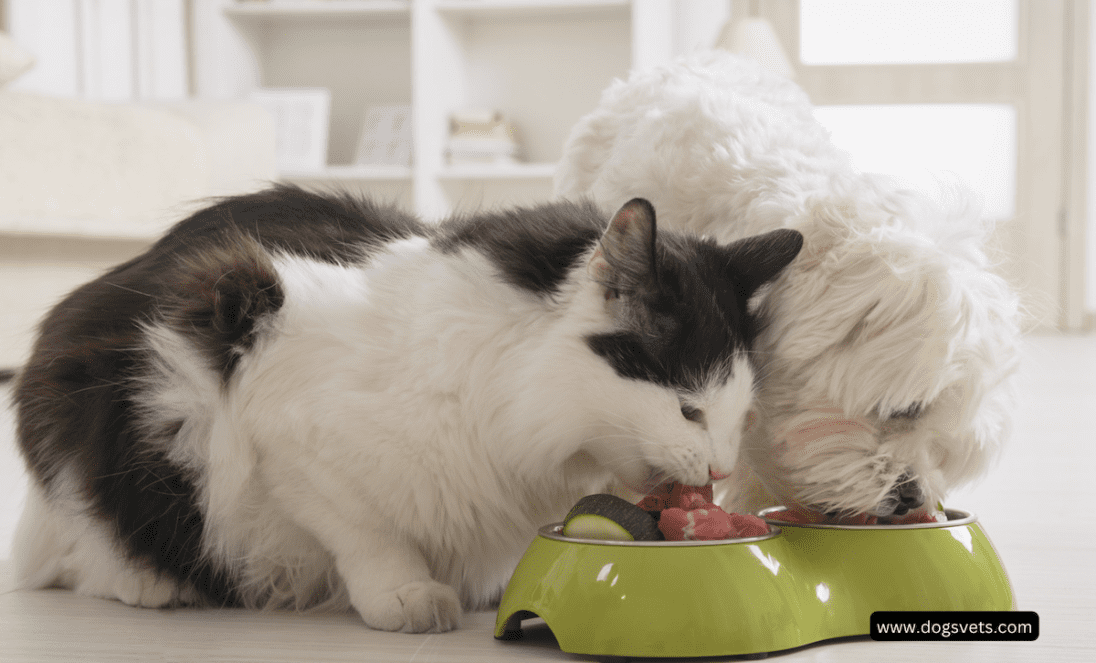 Preventing Cross-Feeding Between Your Pets